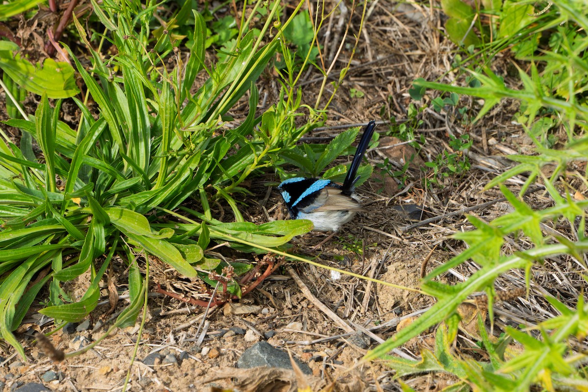 Superb Fairywren - ML638300525