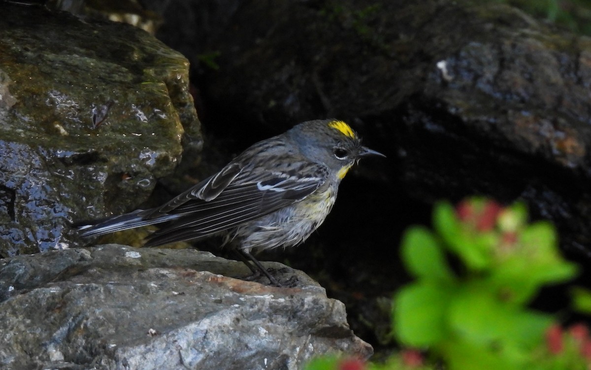Yellow-rumped Warbler - ML638300533