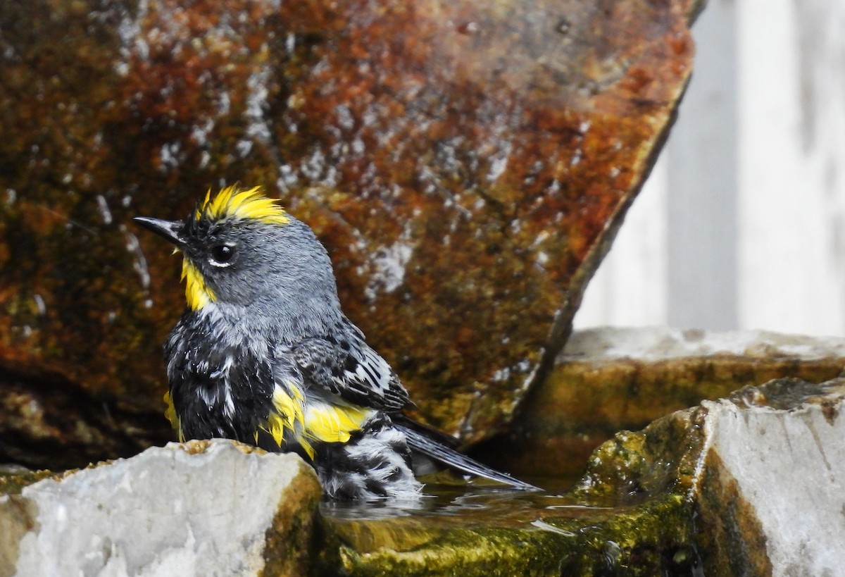 Yellow-rumped Warbler - ML638300534