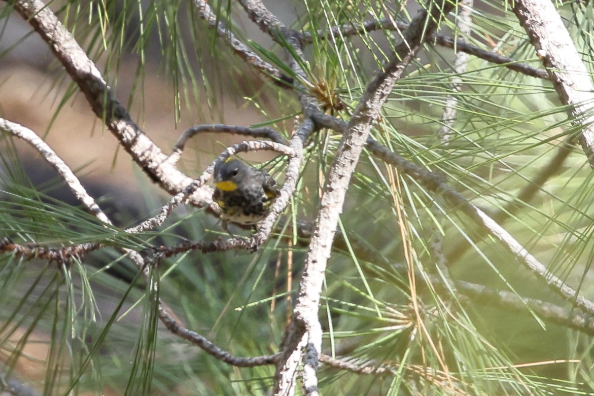 Yellow-rumped Warbler (Audubon's) - ML638300540