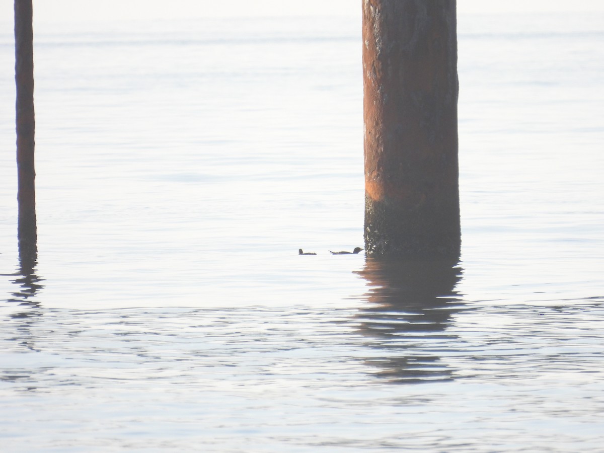 Black Scoter - ML638300541