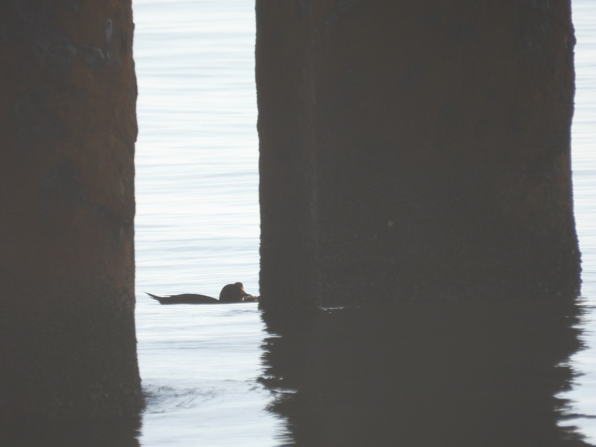 Black Scoter - ML638300542