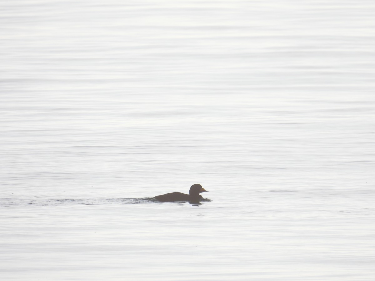 Black Scoter - ML638300543