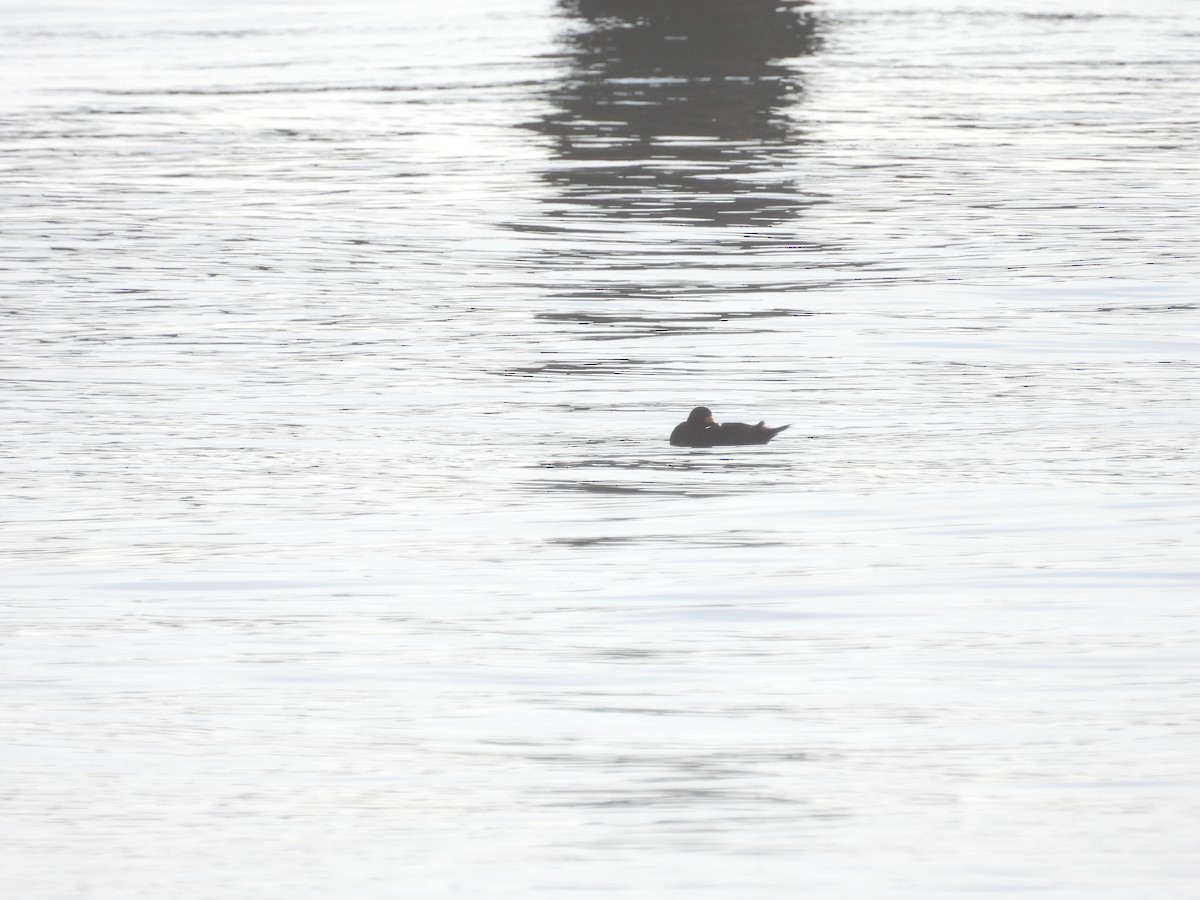 Black Scoter - ML638300544