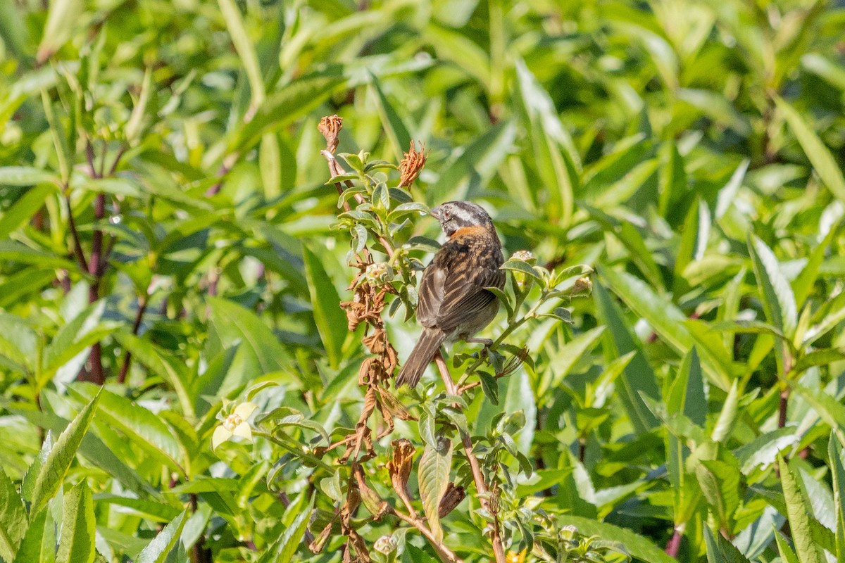 Rufous-collared Sparrow - ML638300547