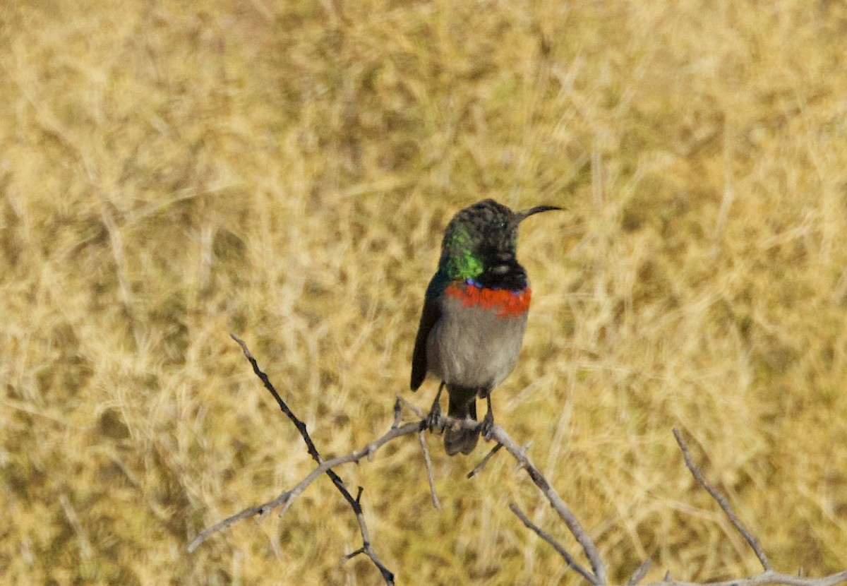 Southern Double-collared Sunbird - ML638300549