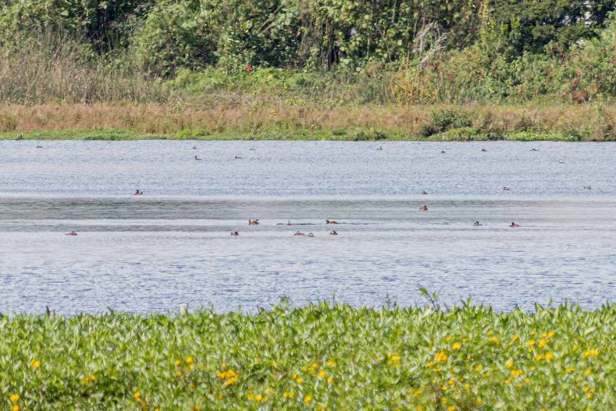 Andean Duck - ML638300552