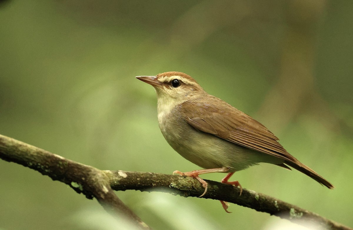 Swainson's Warbler - ML638300555