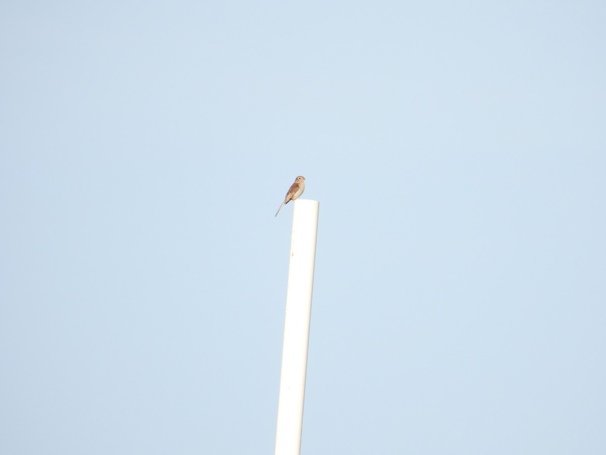Field Sparrow - ML638300566