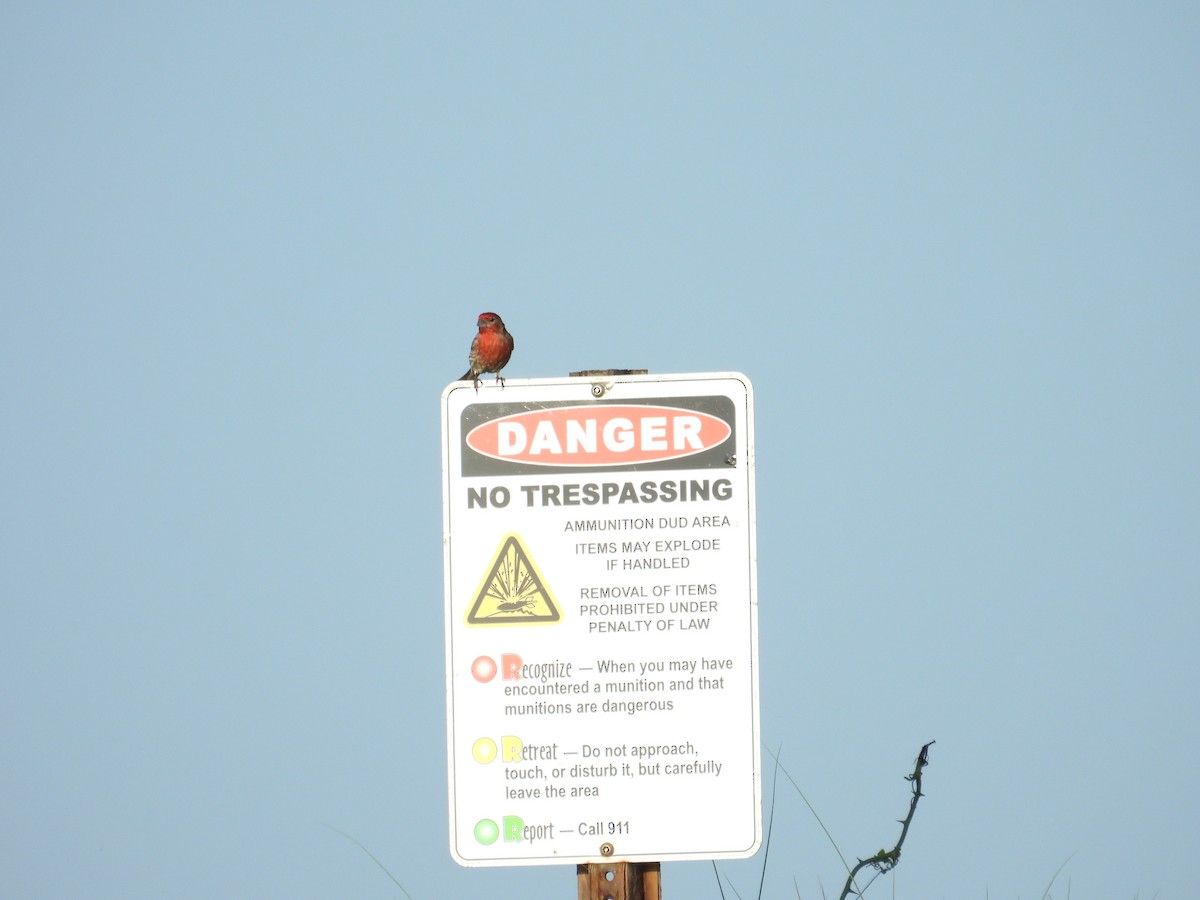 House Finch - ML638300572