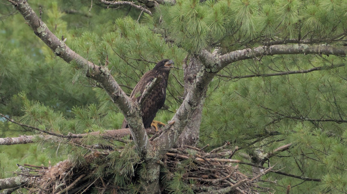 Bald Eagle - ML638300587