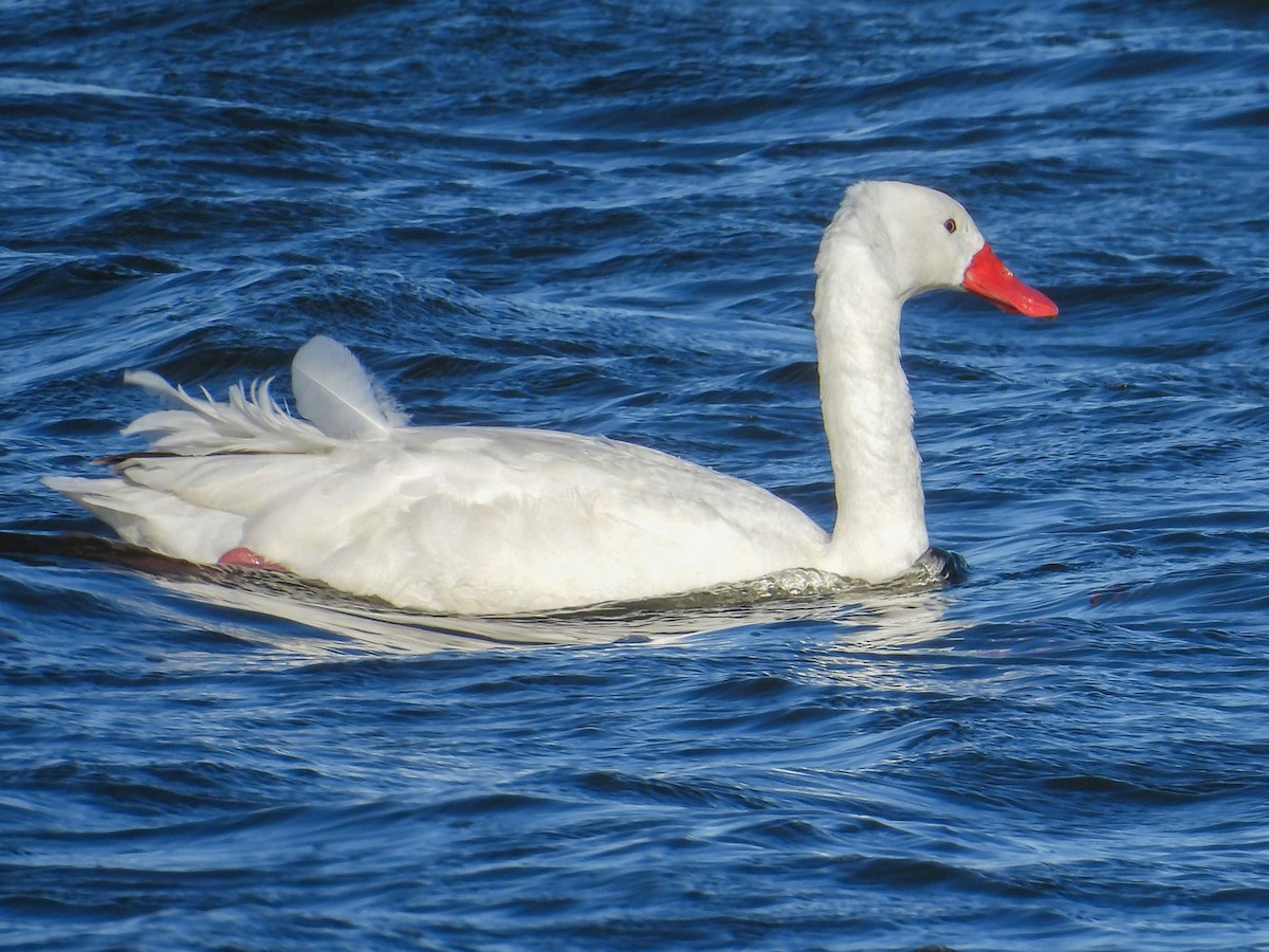 Coscoroba Swan - ML638300593