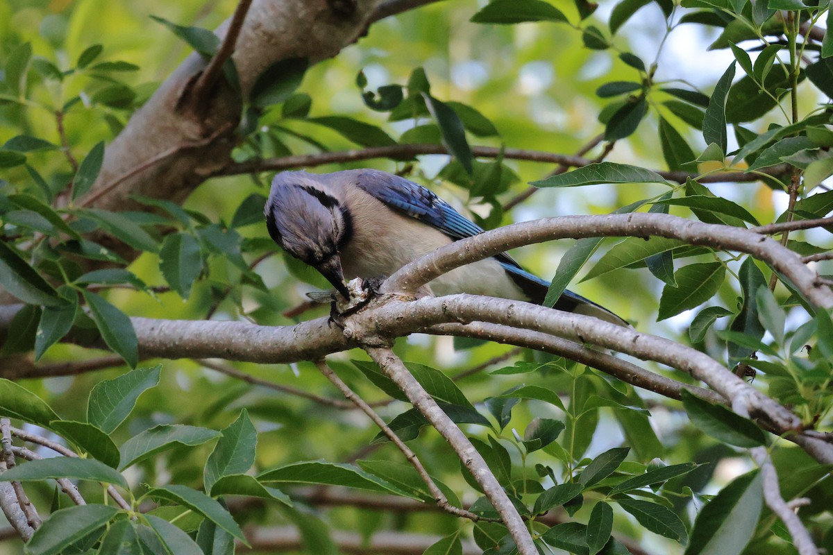 Blue Jay - ML638300604