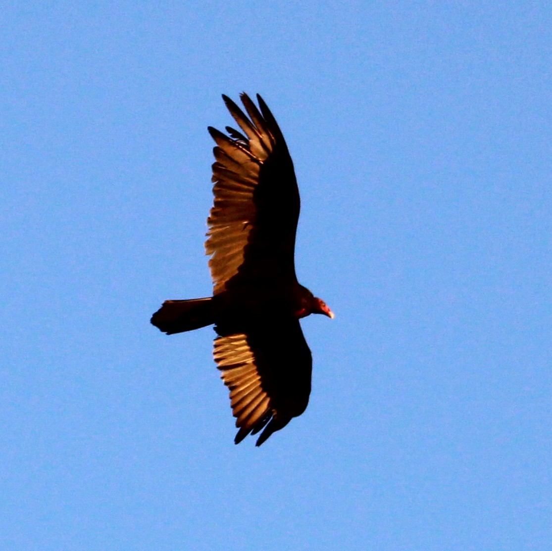 Turkey Vulture - ML638300607