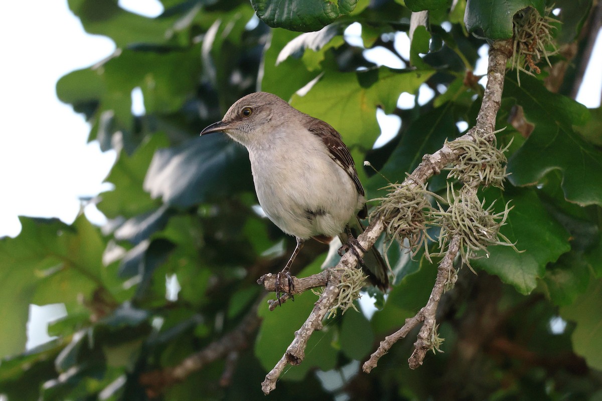 Northern Mockingbird - ML638300608