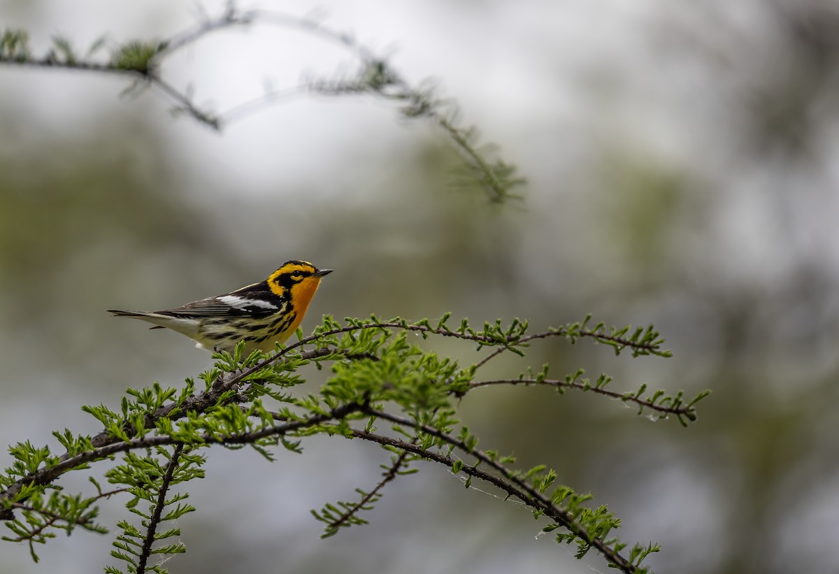 Blackburnian Warbler - ML638300620