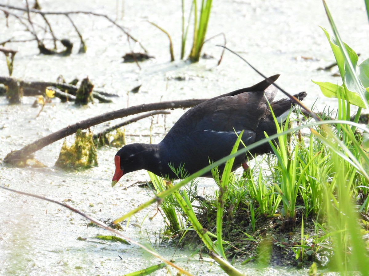 Gallinule d'Amérique - ML638300631