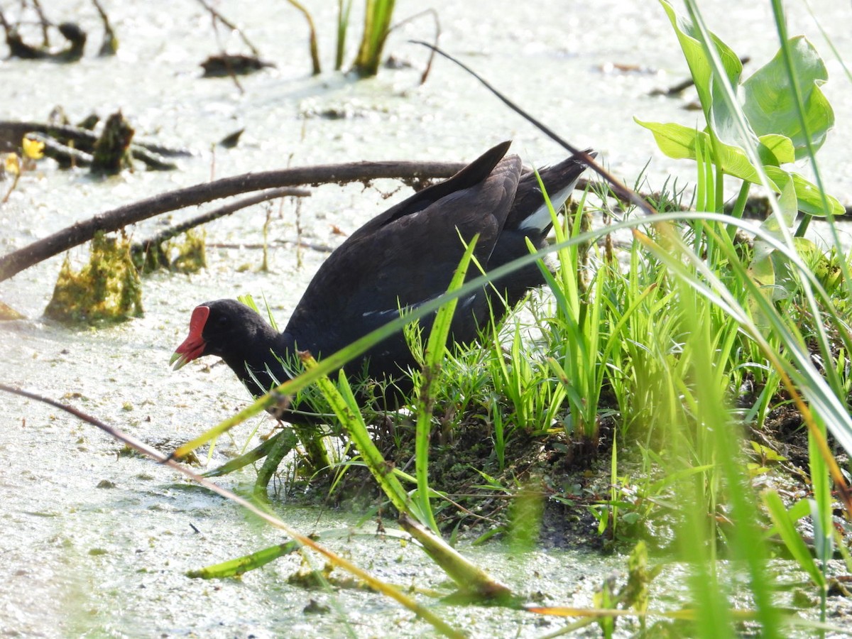 Gallinule d'Amérique - ML638300632