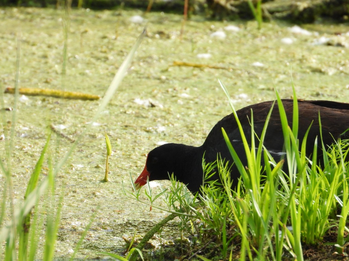 Gallinule d'Amérique - ML638300635