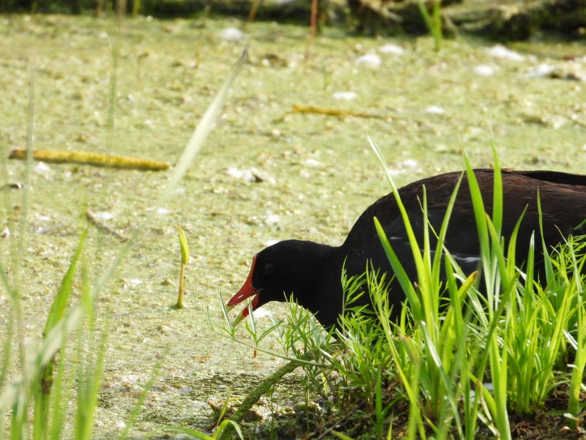 Gallinule d'Amérique - ML638300636