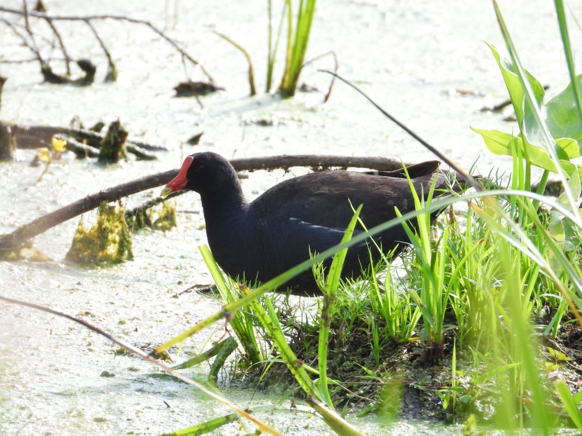 Gallinule d'Amérique - ML638300637