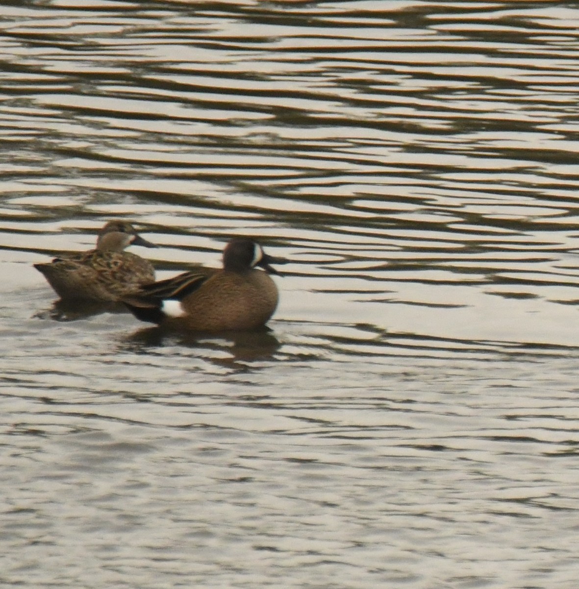 Blue-winged Teal - ML638300638