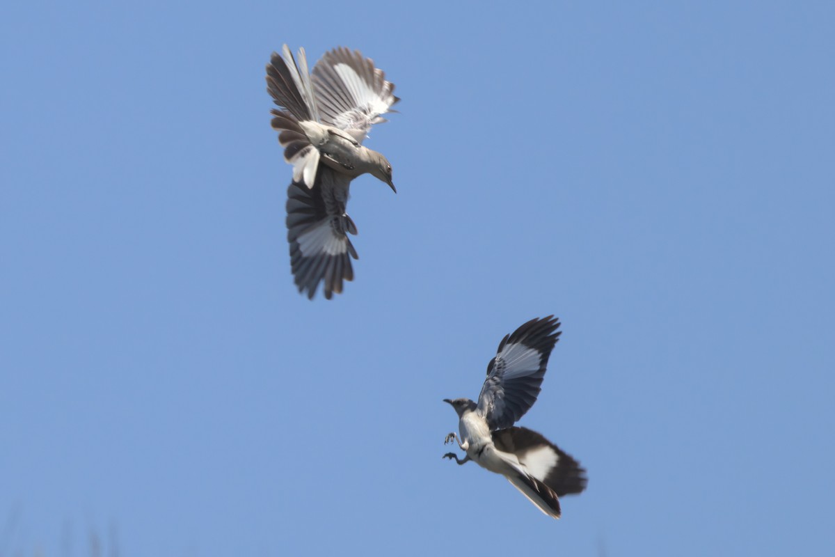 Northern Mockingbird - ML638300640