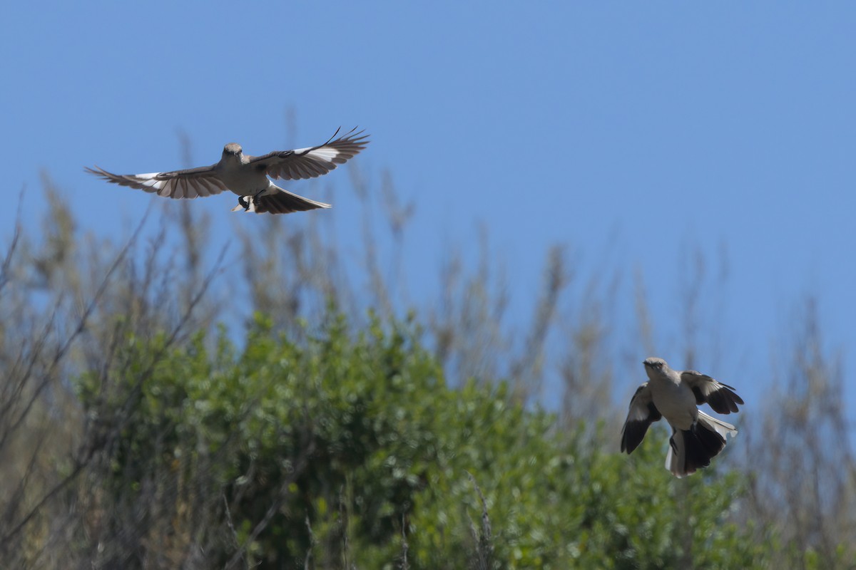 Northern Mockingbird - ML638300641