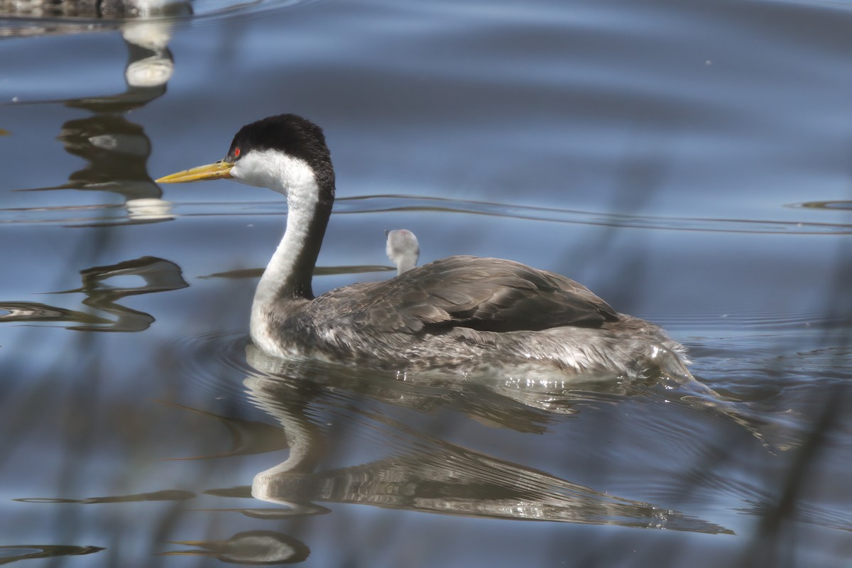 Western Grebe - ML638300652