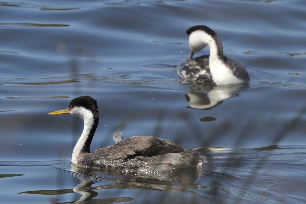 Western Grebe - ML638300653