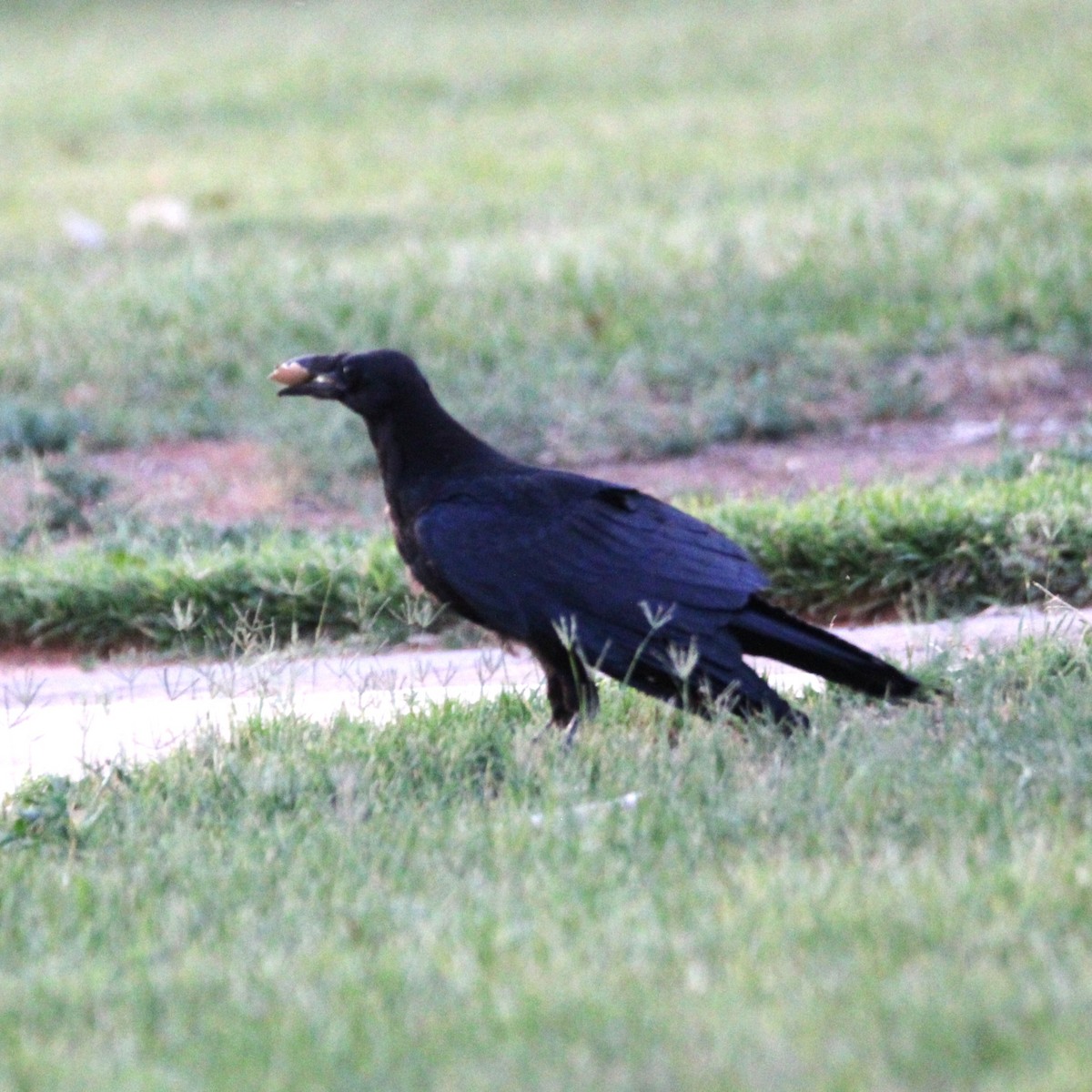 Common Raven - ML638300659