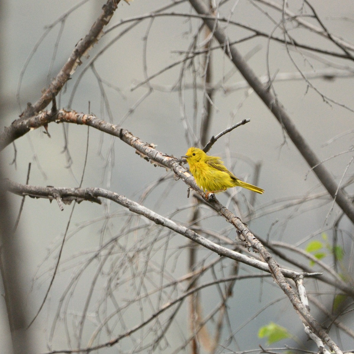 Yellow Warbler - ML638300663