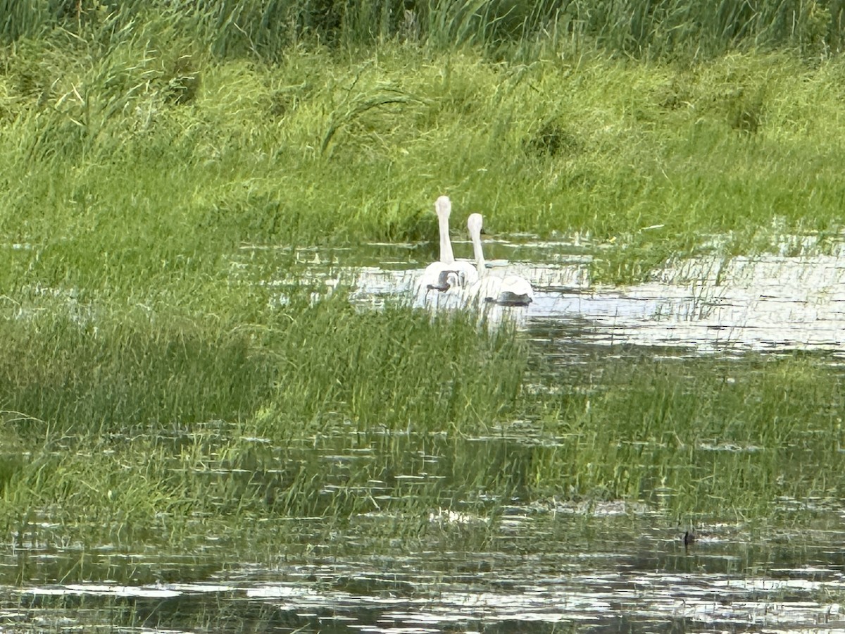 Trumpeter Swan - ML638300665