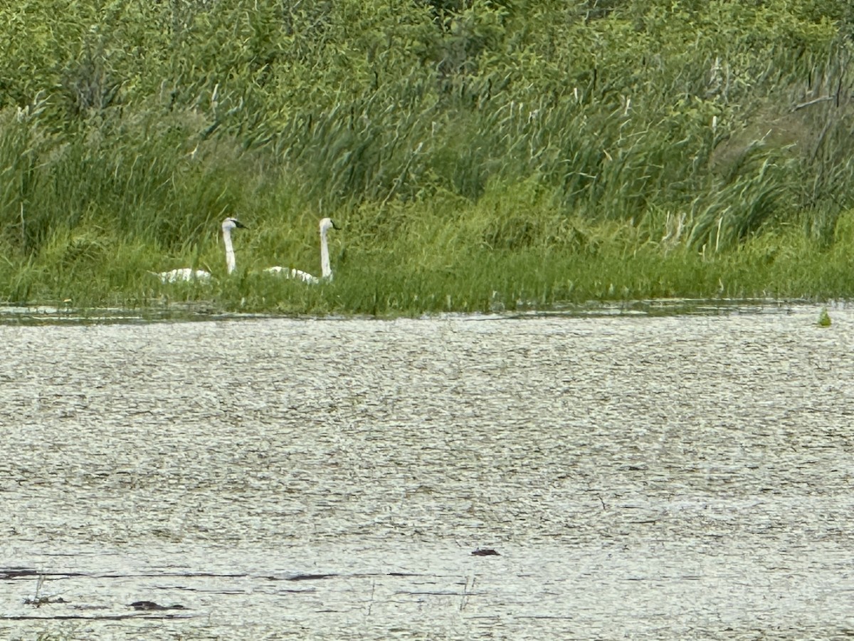 Trumpeter Swan - ML638300666