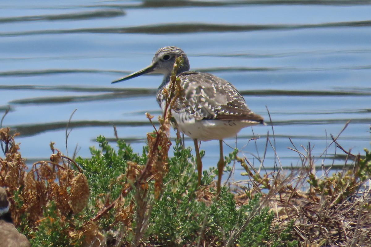 Greater Yellowlegs - ML638300670