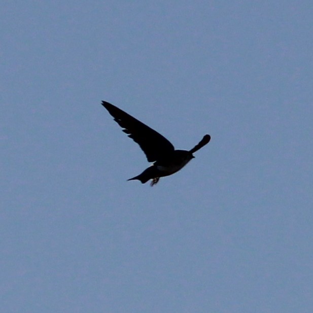 Violet-green Swallow - ML638300671