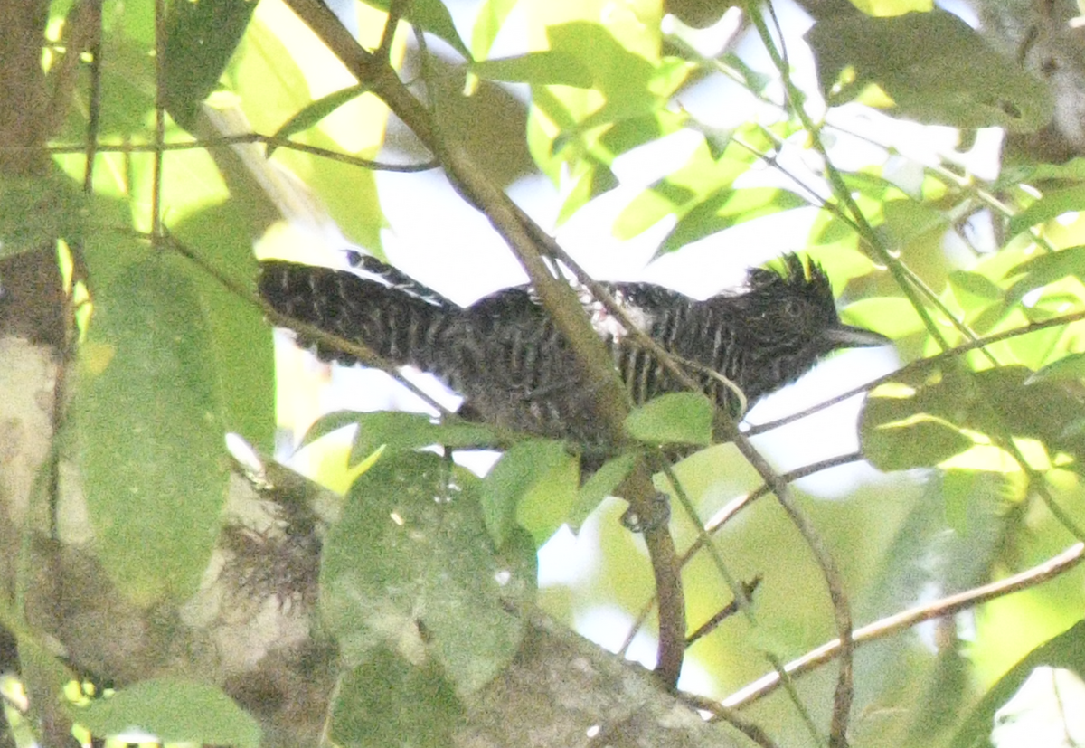 Bar-crested Antshrike - ML638300673