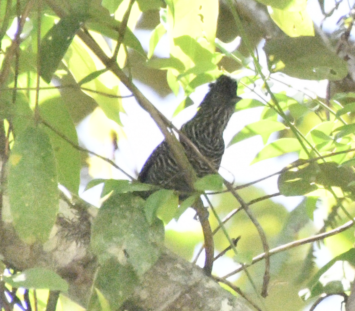 Bar-crested Antshrike - ML638300674