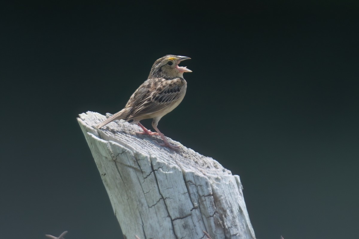 Grasshopper Sparrow - ML638300676