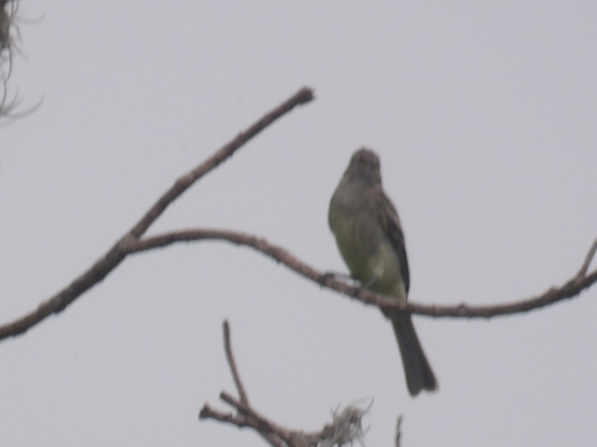 Shiny Cowbird - ML638300678