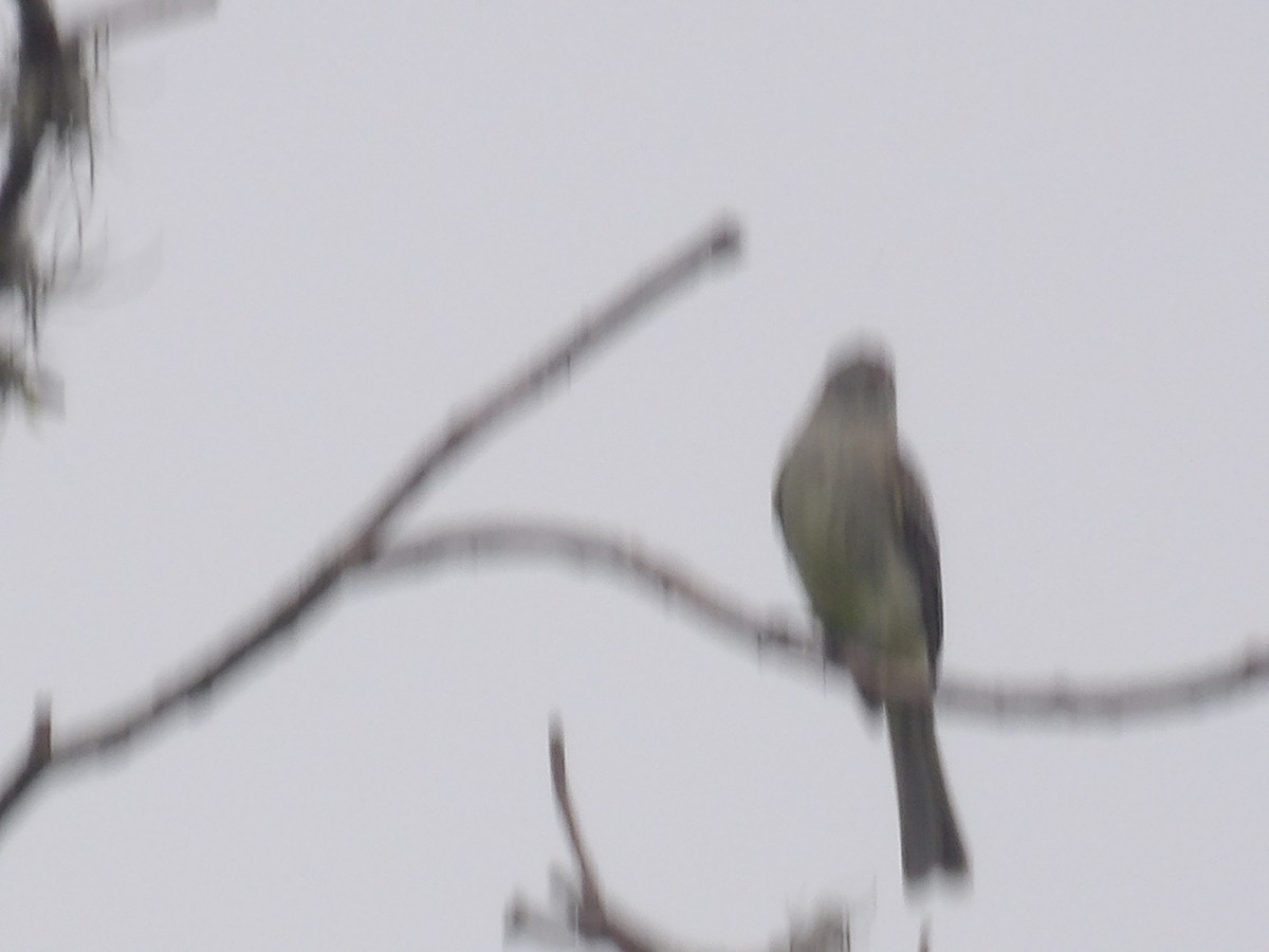 Shiny Cowbird - ML638300680