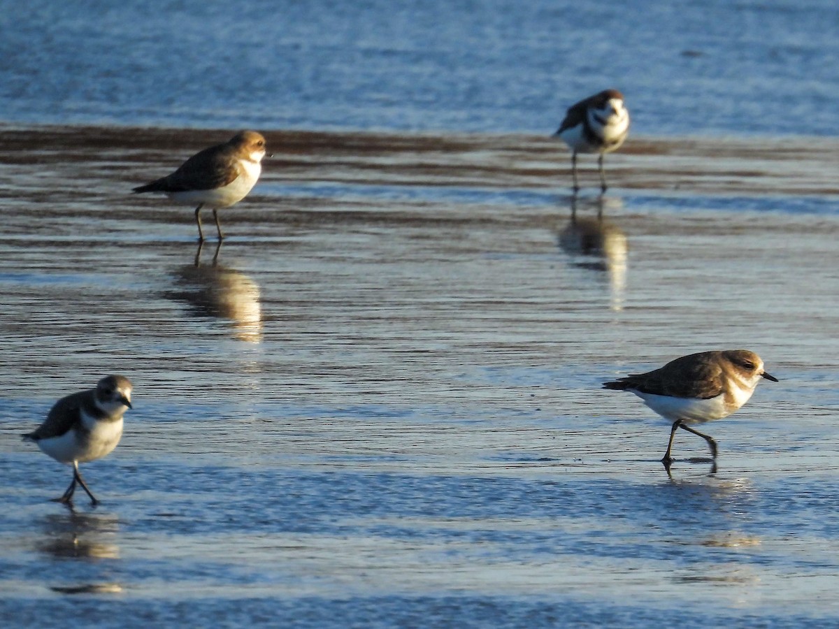 Two-banded Plover - ML638300683