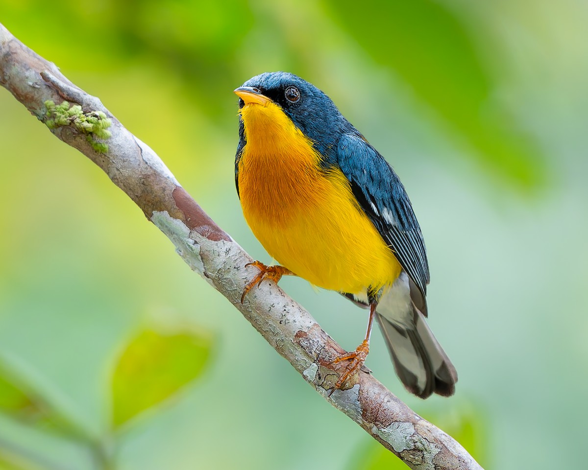 Tropical Parula - ML638300684