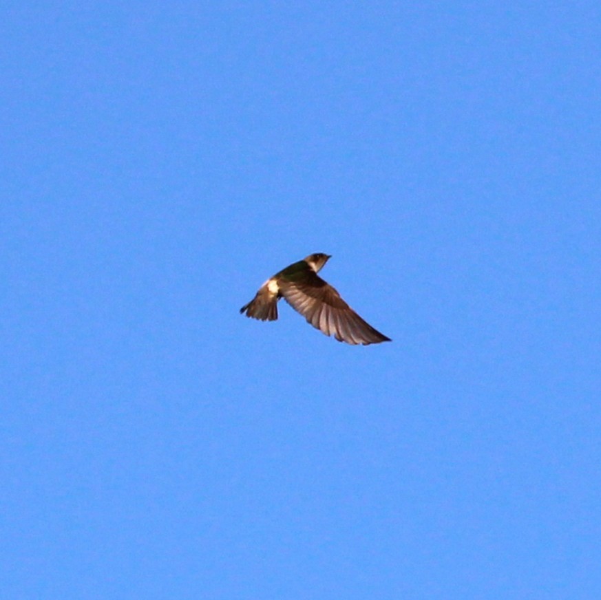 Violet-green Swallow - ML638300693