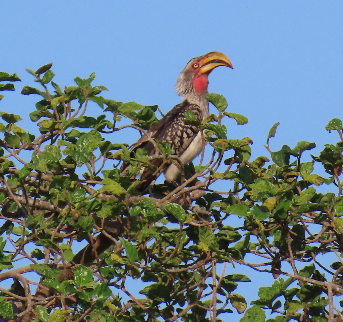 Southern Yellow-billed Hornbill - ML638300695