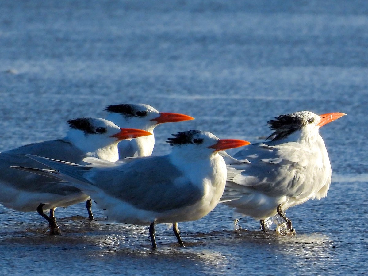 Royal Tern - ML638300698
