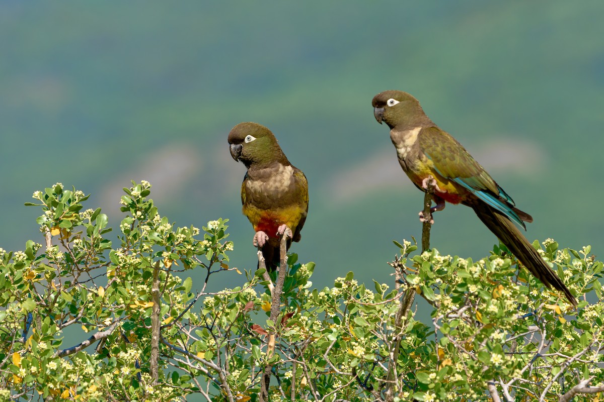 Burrowing Parakeet - ML638300705