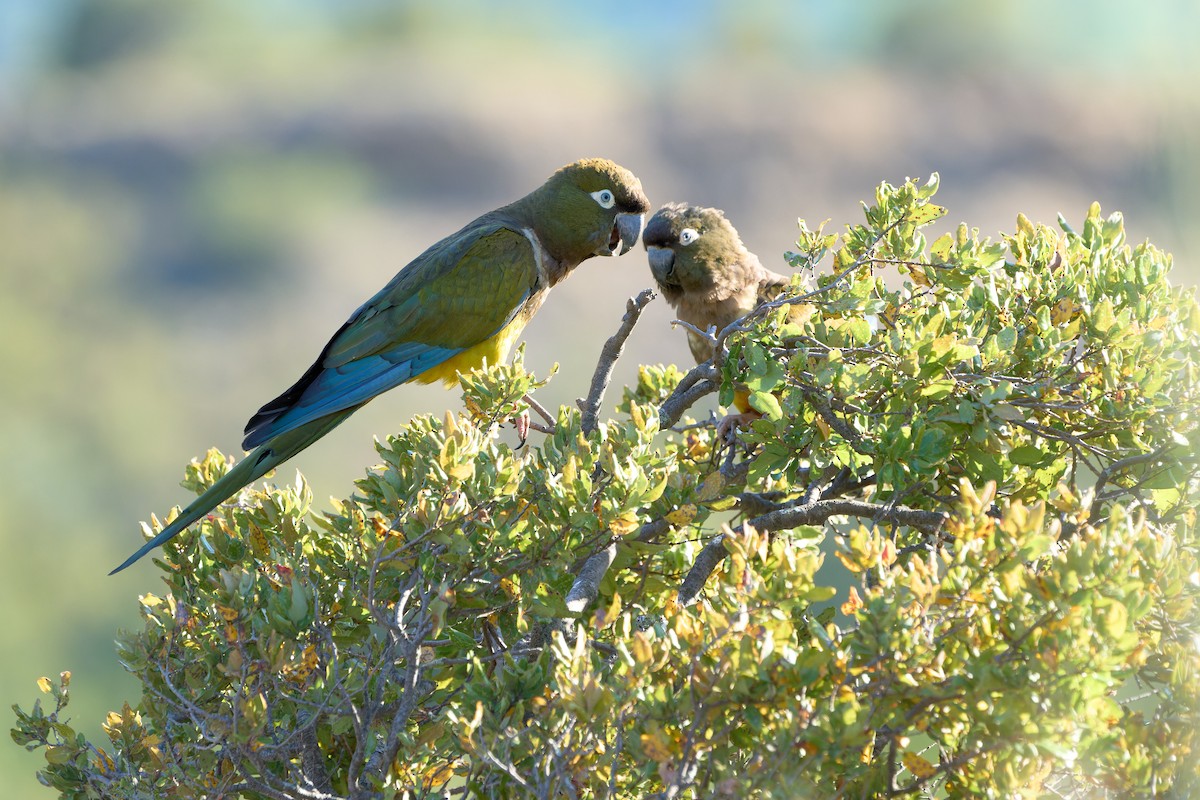 Burrowing Parakeet - ML638300706