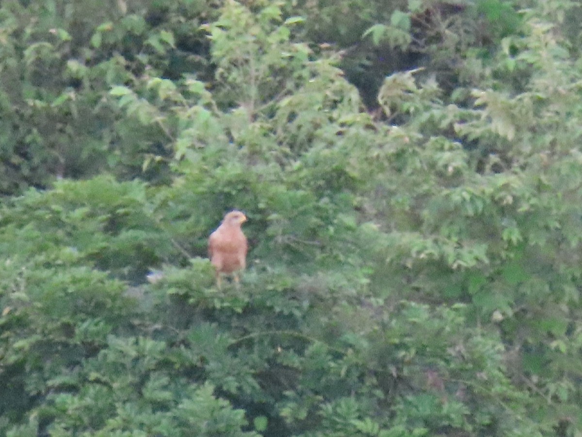Savanna Hawk - ML638300708