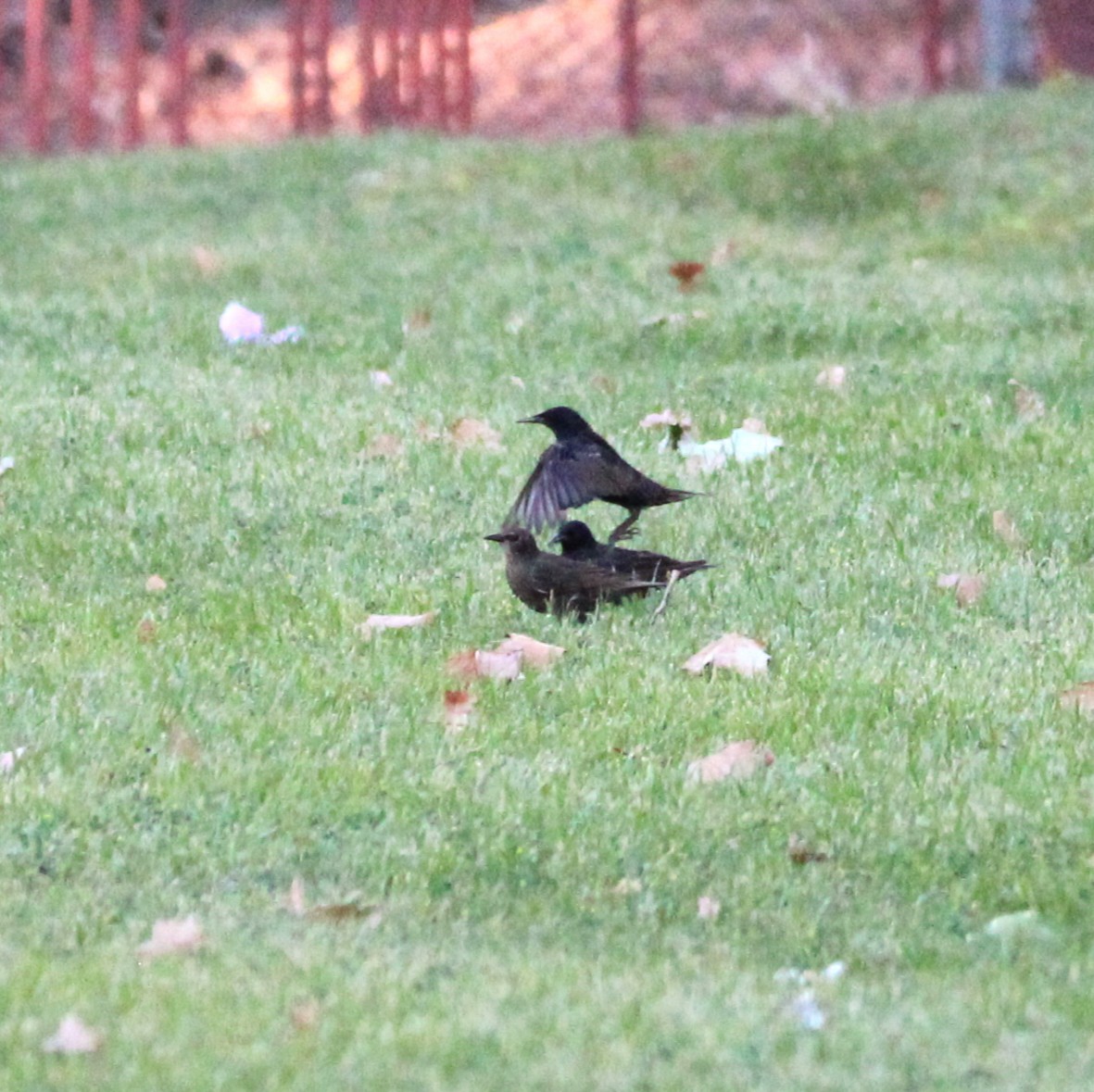 European Starling - ML638300713